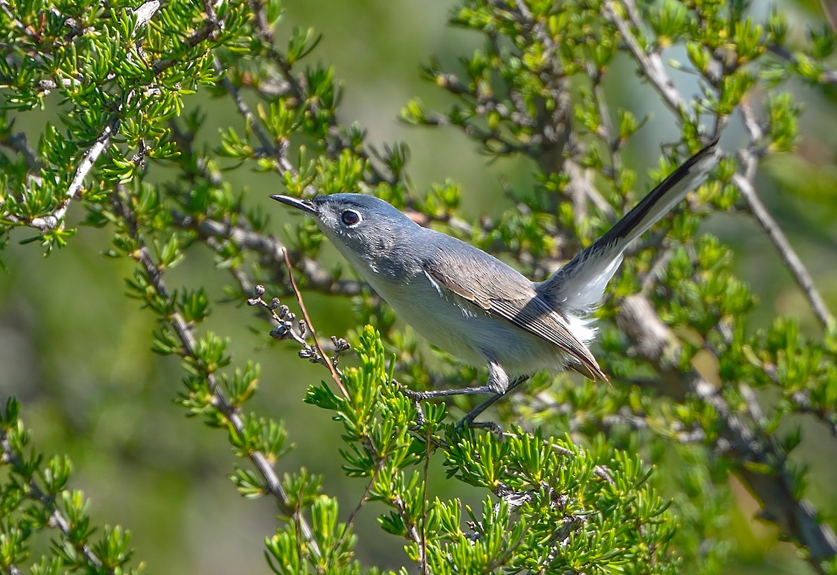 Blue-gray Gnatcatcher - ML151233351