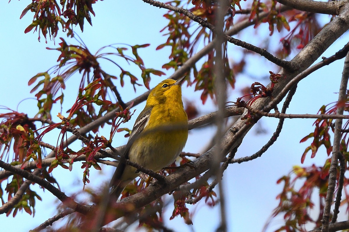 Pine Warbler - Cesar Castillo