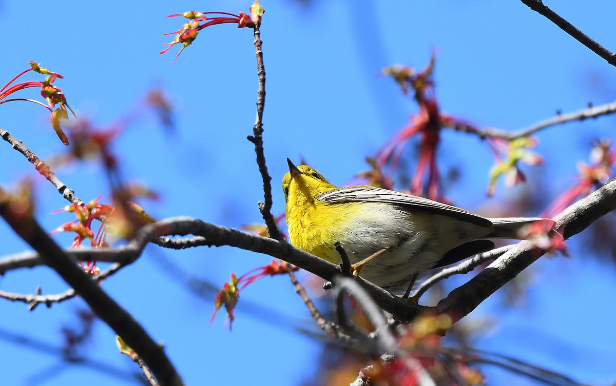 Pine Warbler - Cesar Castillo