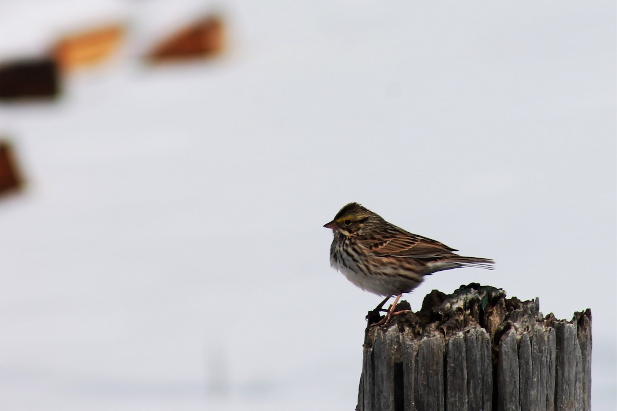 Savannah Sparrow - ML151236891