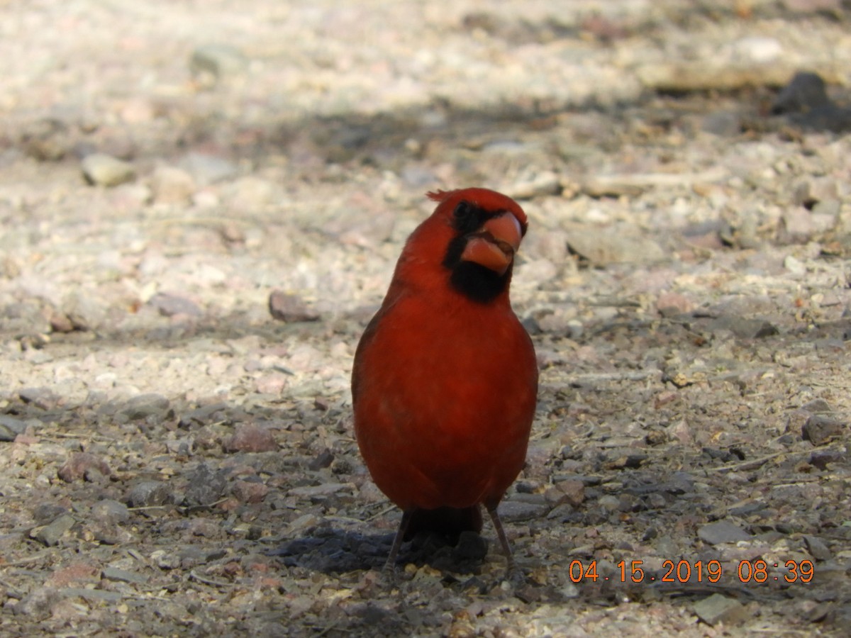 ショウジョウコウカンチョウ - ML151236951