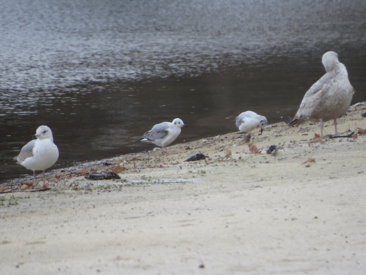 Bonaparte's Gull - ML151238911