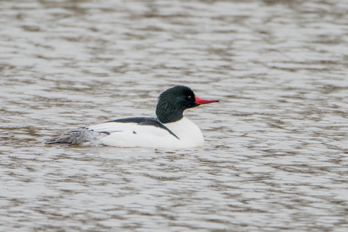 Common Merganser - ML151239631