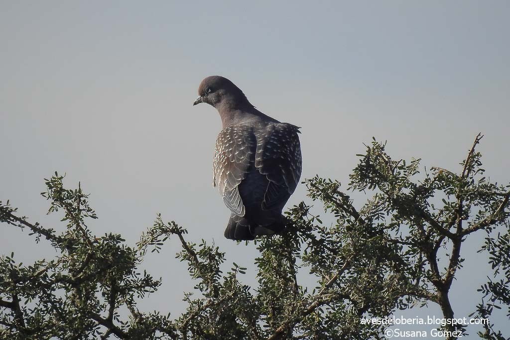 Spot-winged Pigeon - ML151240331