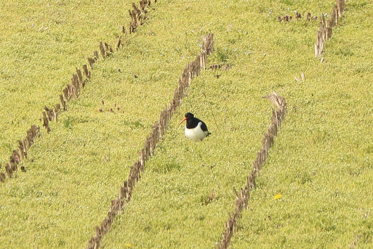 Eurasian Oystercatcher - Letty Roedolf Groenenboom