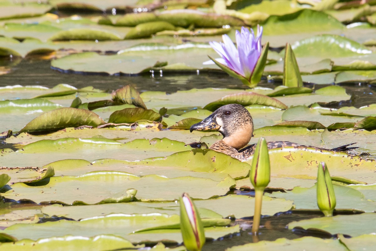 White-backed Duck - ML151241541