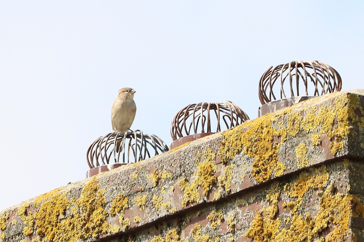 House Sparrow - ML151242411