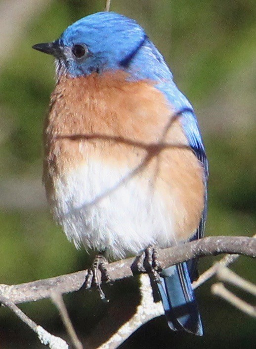 Eastern Bluebird - ML151242601