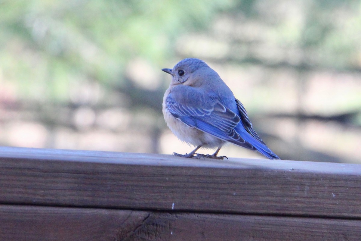 Eastern Bluebird - ML151242631