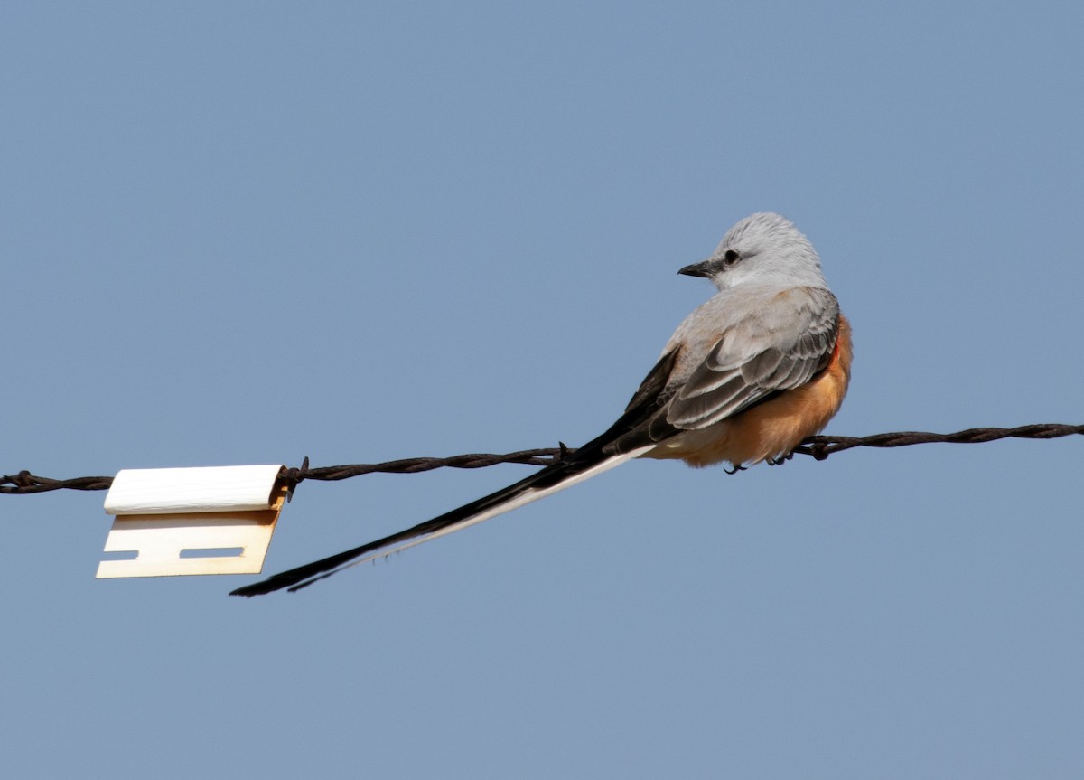 Scissor-tailed Flycatcher - ML151242811