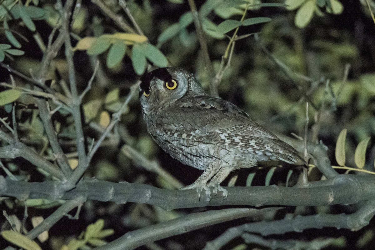 Eurasian Scops-Owl - ML151243061