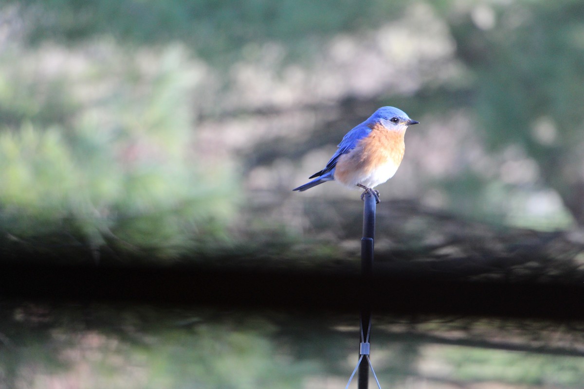 Eastern Bluebird - ML151243371