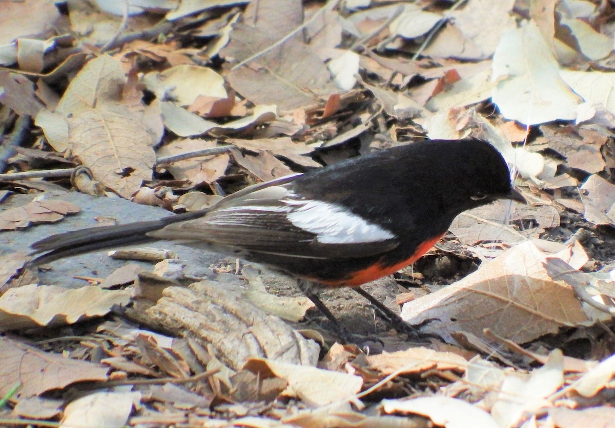 Painted Redstart - Michael Welch