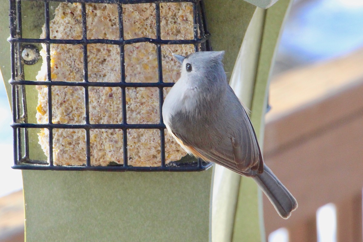 Tufted Titmouse - ML151243711