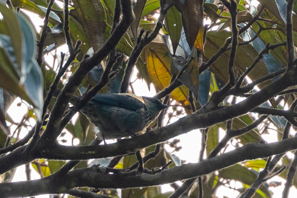 Black-capped Tanager - Louis Bevier