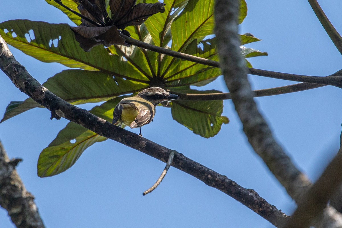 Golden-bellied Flycatcher - ML151246181