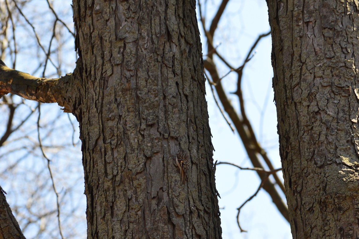 Brown Creeper - ML151246701