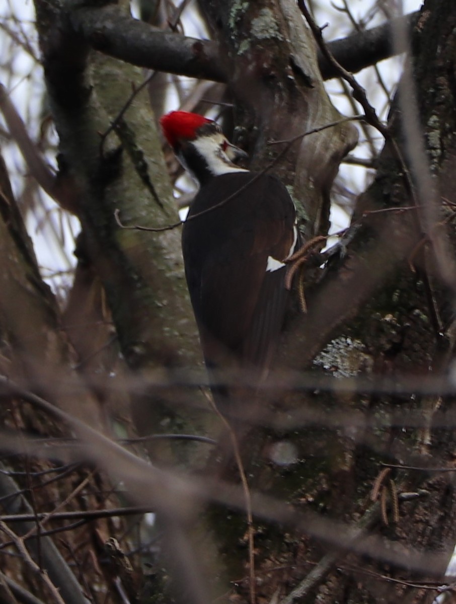 Pileated Woodpecker - ML151246791