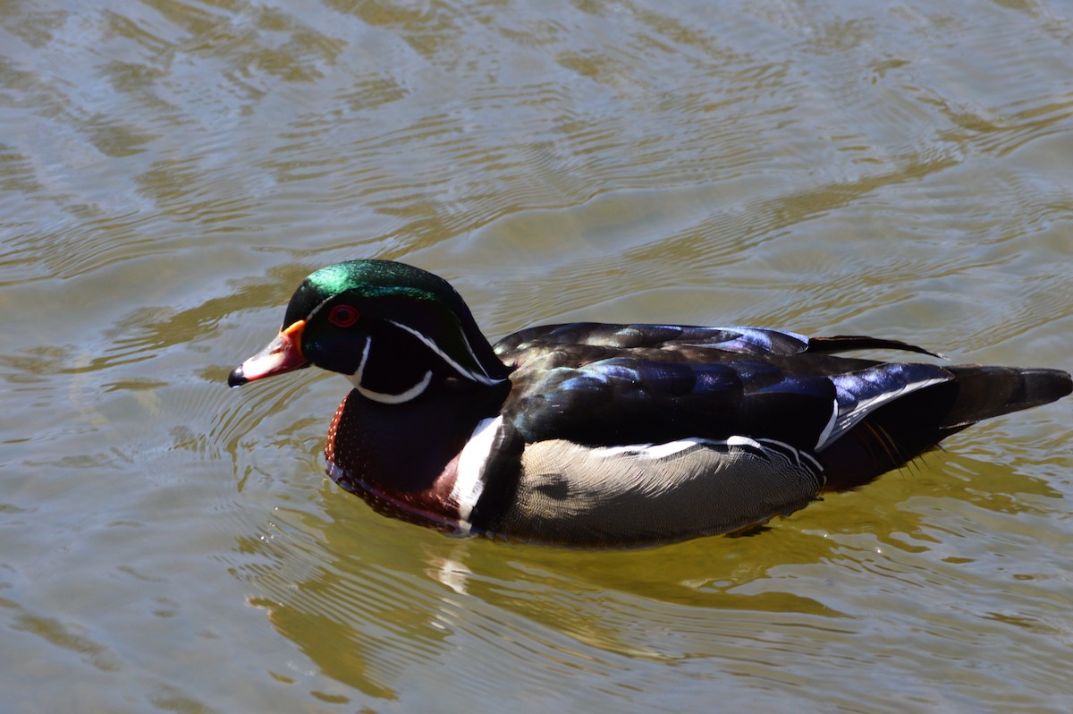 Wood Duck - ML151247081