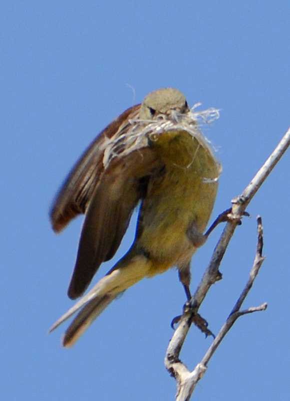 Lesser Goldfinch - ML151247261