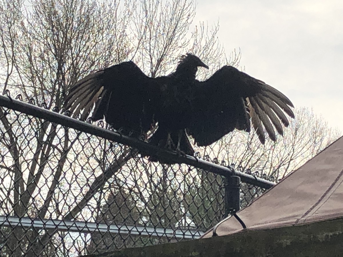 Black Vulture - ML151247321