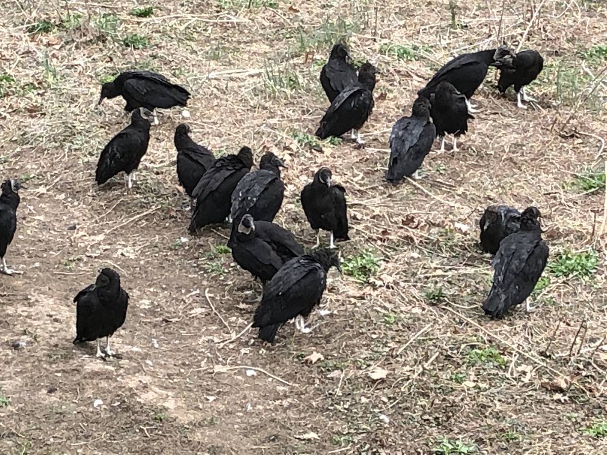 Black Vulture - ML151247331