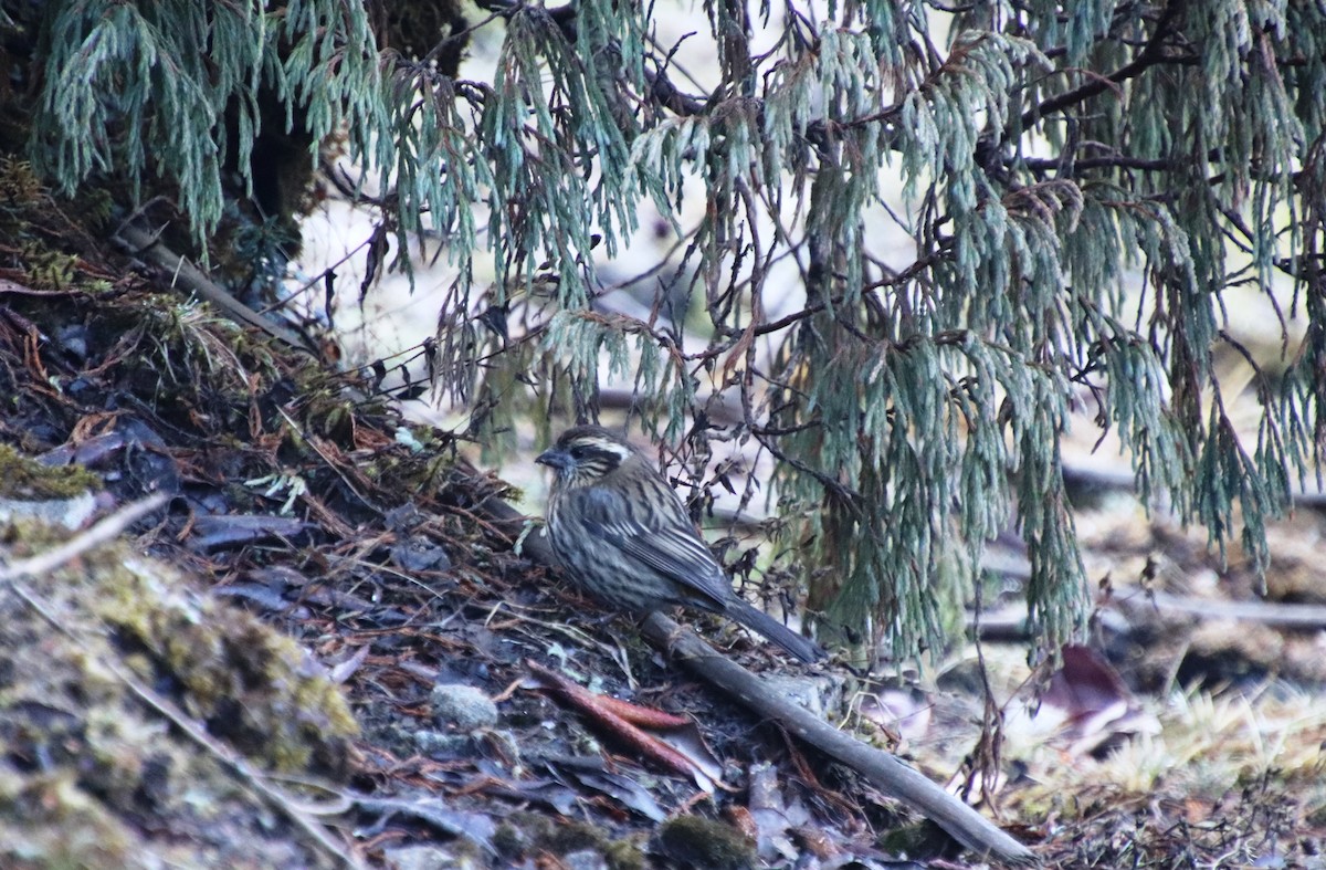 Himalayan White-browed Rosefinch - ML151247831