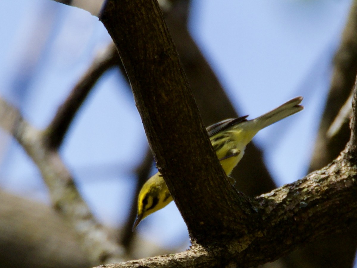 Prairie Warbler - ML151248351