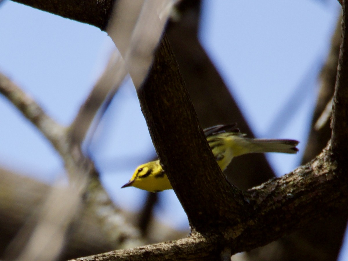 Prairie Warbler - ML151248361