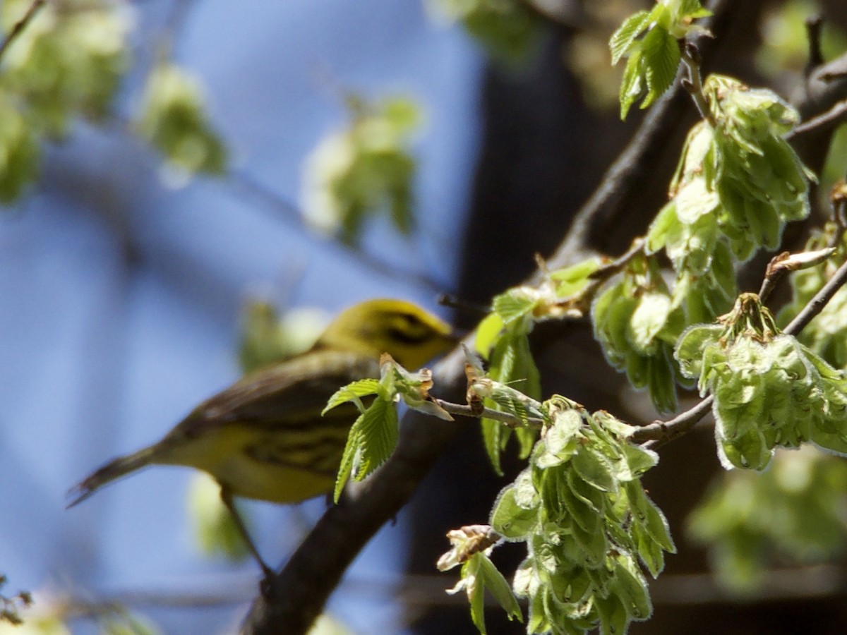 Prairie Warbler - ML151248381