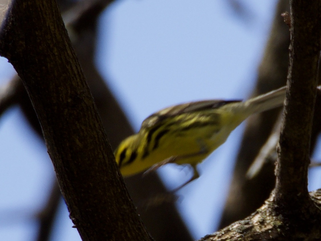 Prairie Warbler - ML151248391