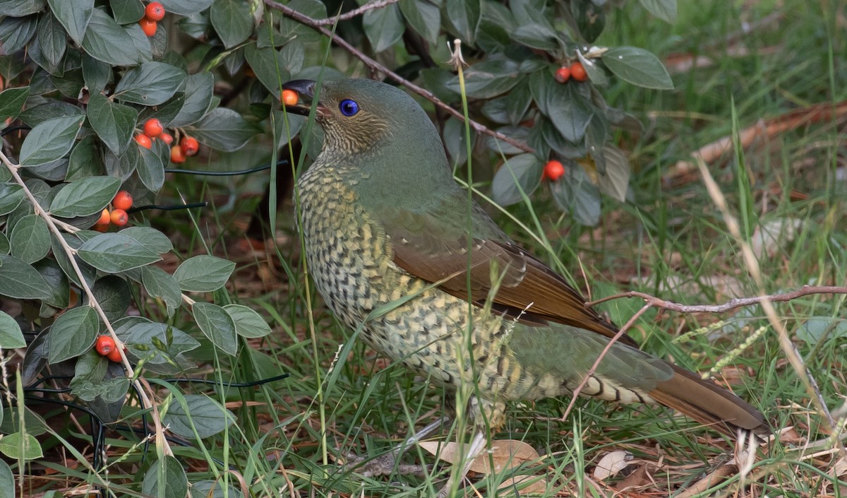 Satin Bowerbird - ML151251651