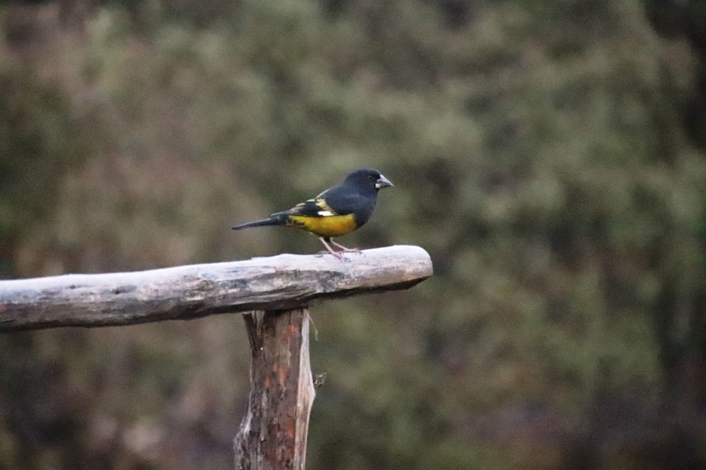 White-winged Grosbeak - ML151254461