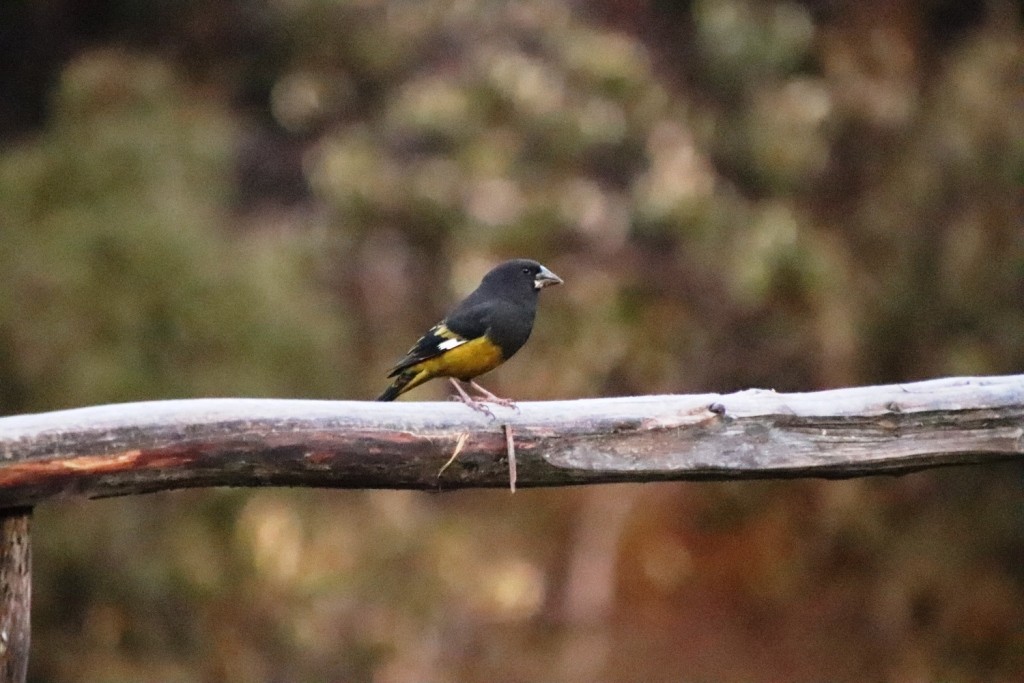 White-winged Grosbeak - ML151254501