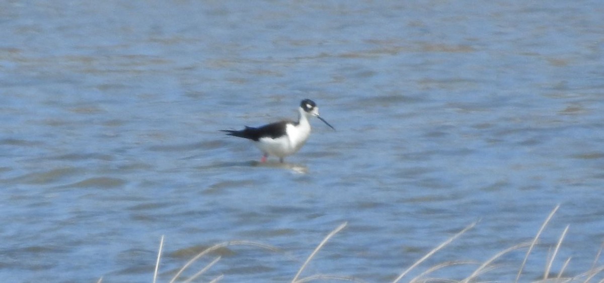 Black-necked Stilt - ML151256231