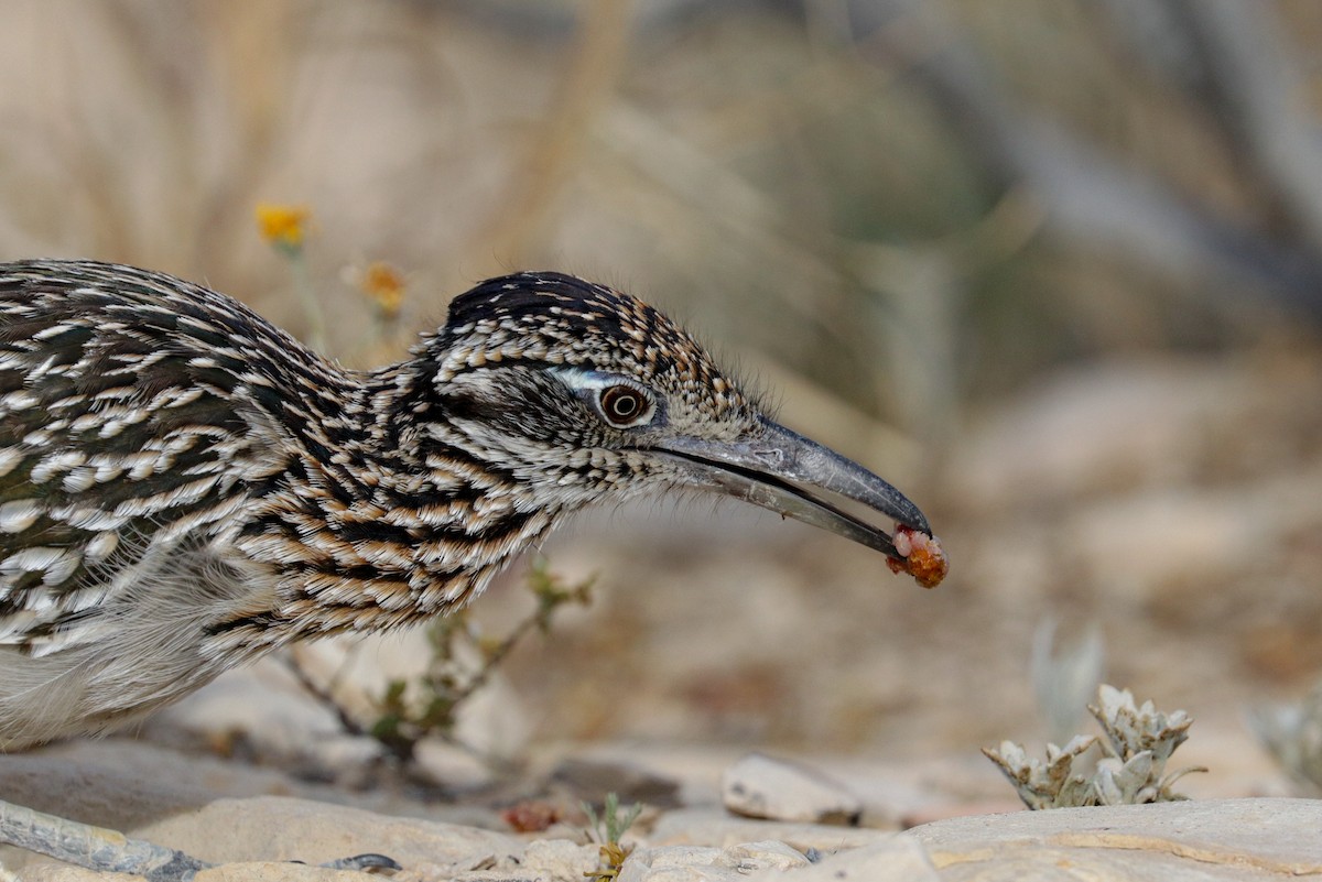 Greater Roadrunner - ML151256381