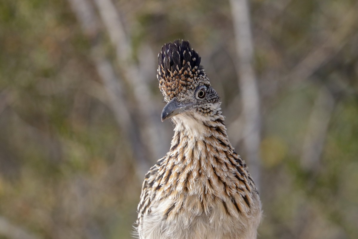 Greater Roadrunner - Tommy Pedersen