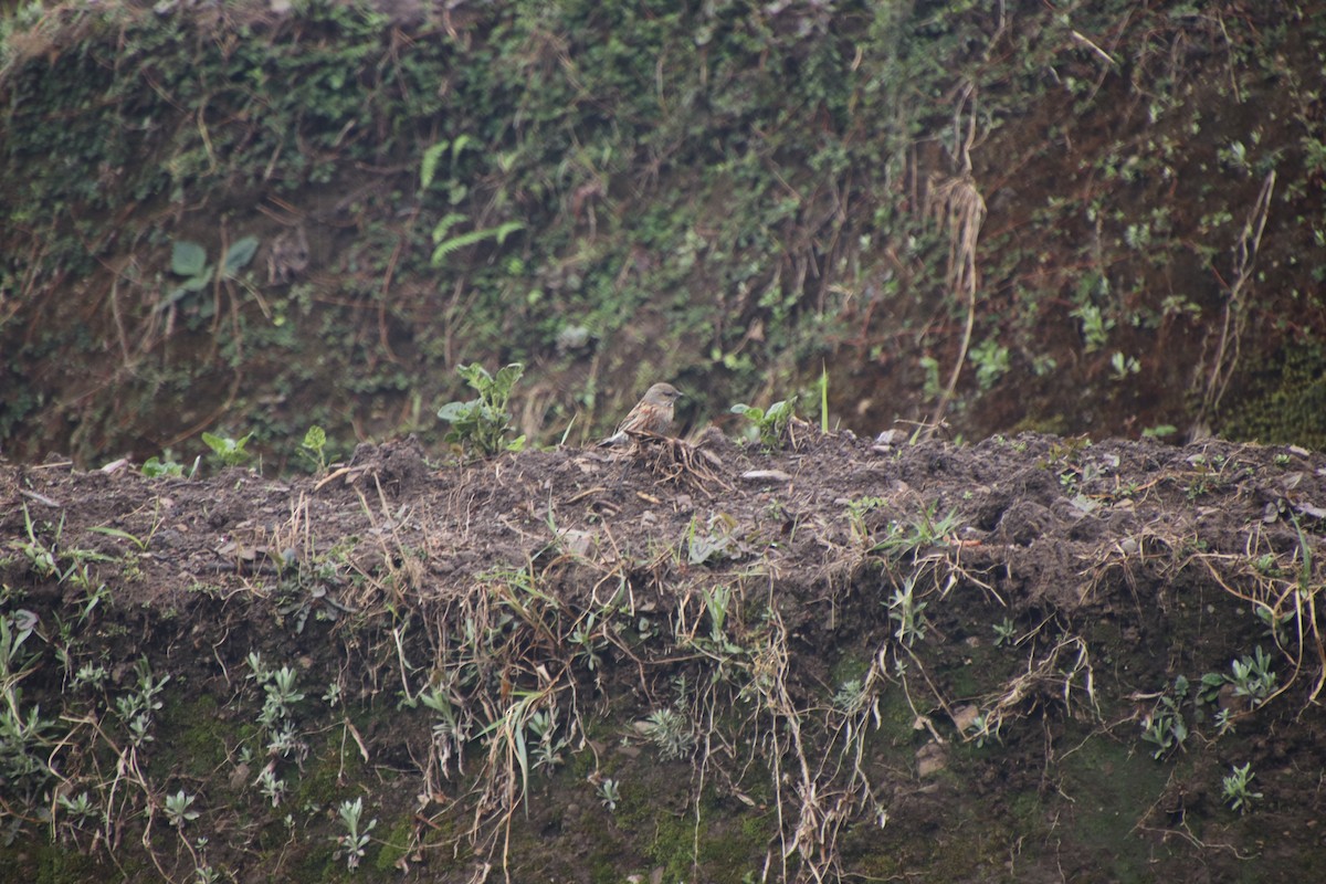 Altai Accentor - ML151256881