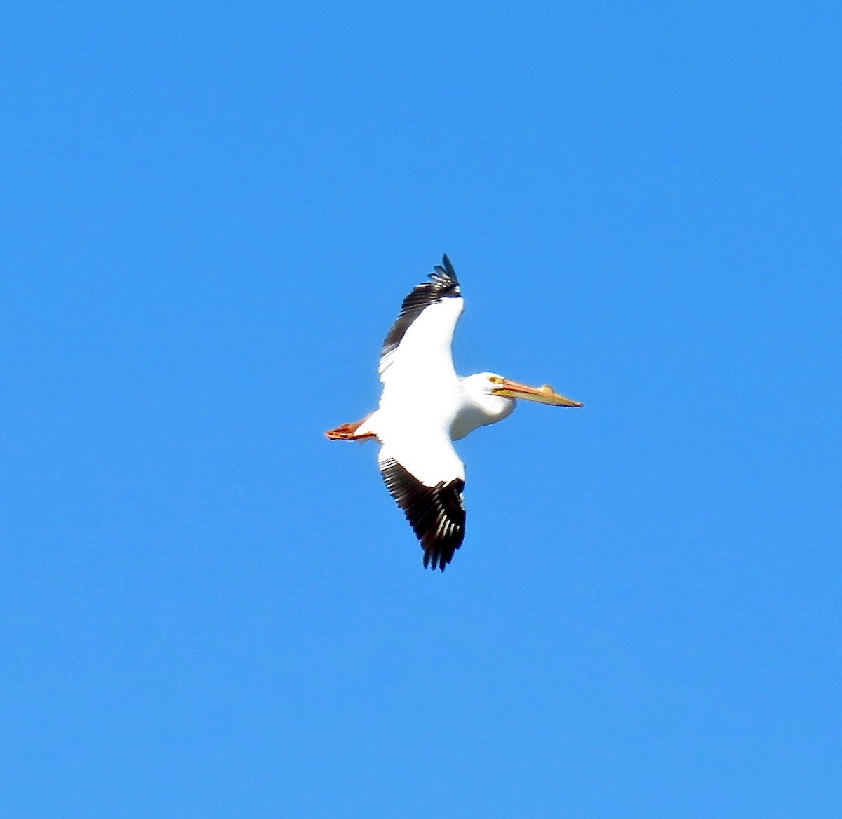 American White Pelican - Ann Tanner