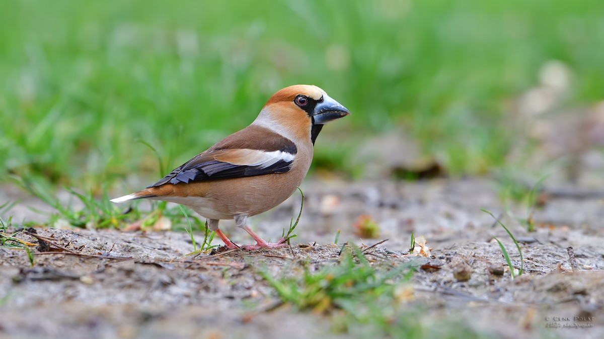 Hawfinch - Cenk Polat