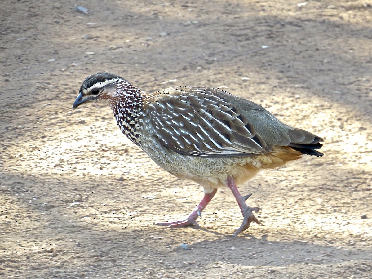 Crested Francolin - ML151257811