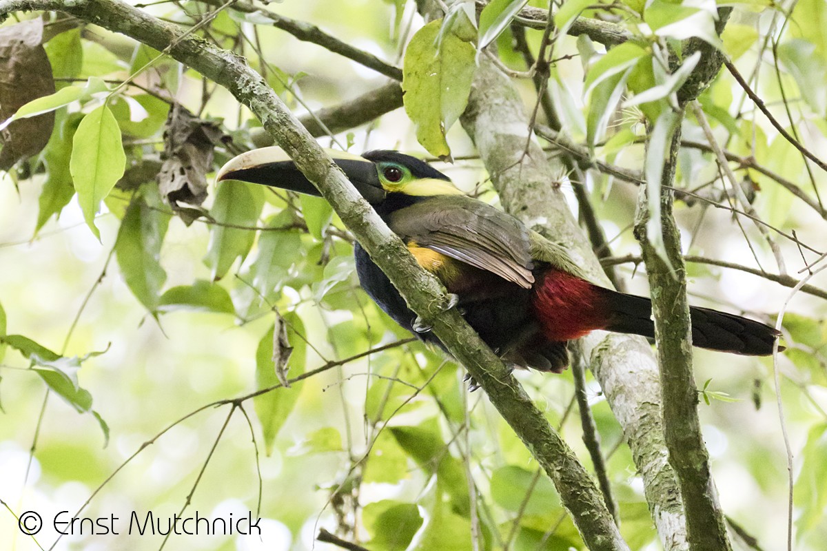 Yellow-eared Toucanet - ML151257831