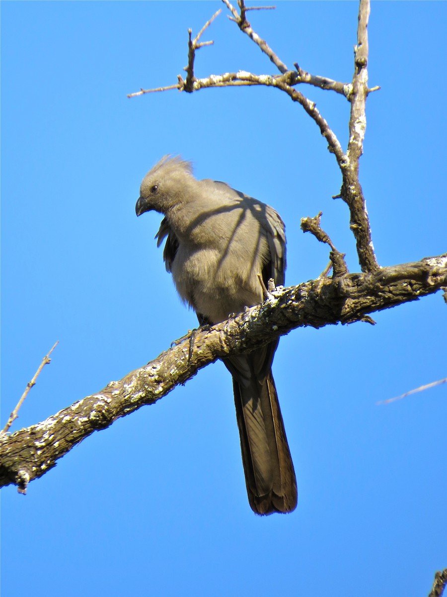 Gray Go-away-bird - ML151257941