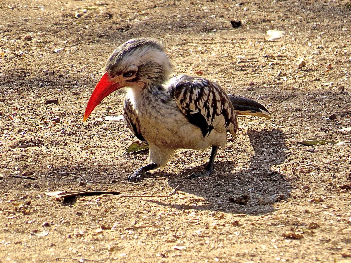 Southern Red-billed Hornbill - ML151258161