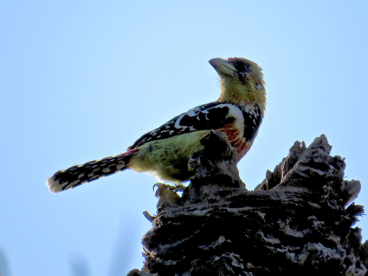 Crested Barbet - ML151258191