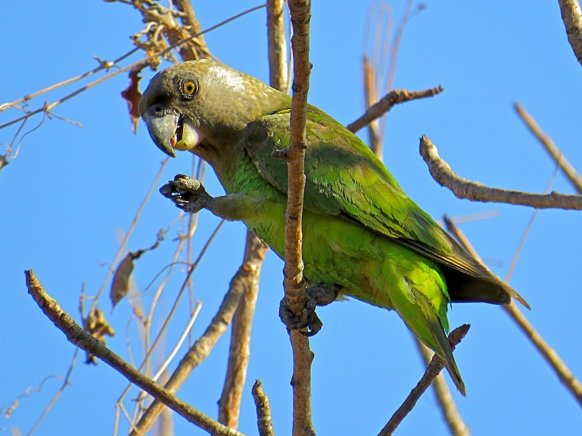 Brown-headed Parrot - ML151258251