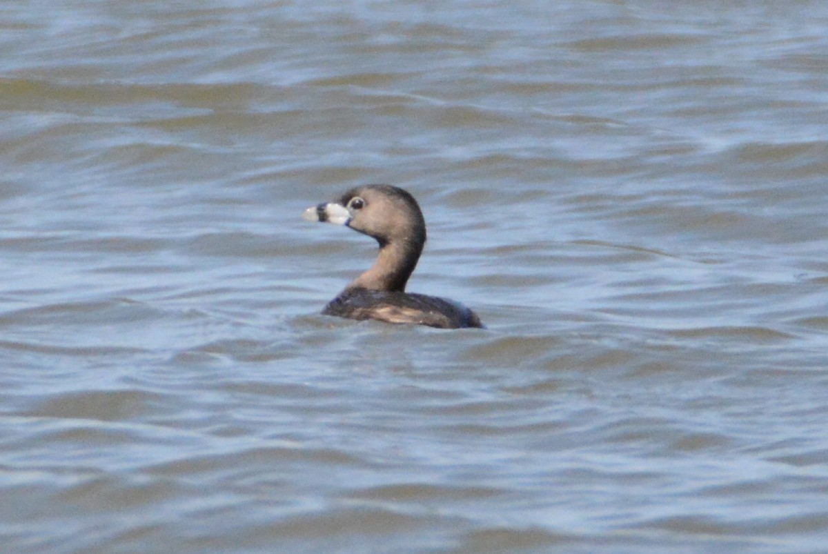 Pied-billed Grebe - ML151258291