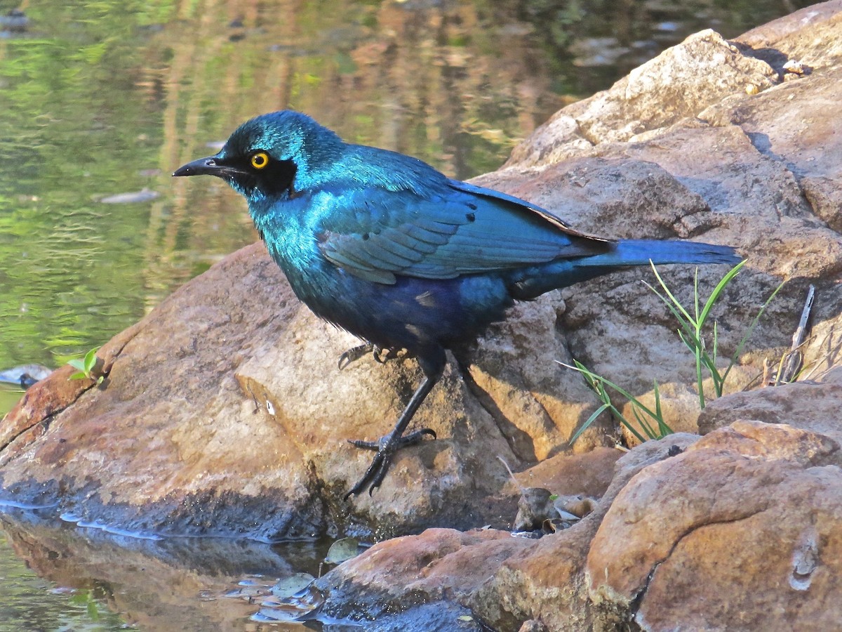 Greater Blue-eared Starling - ML151258381