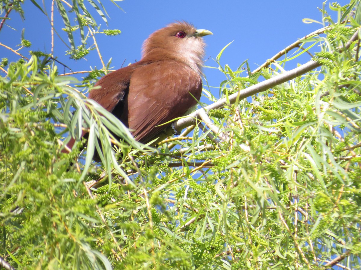 Squirrel Cuckoo - ML151258771