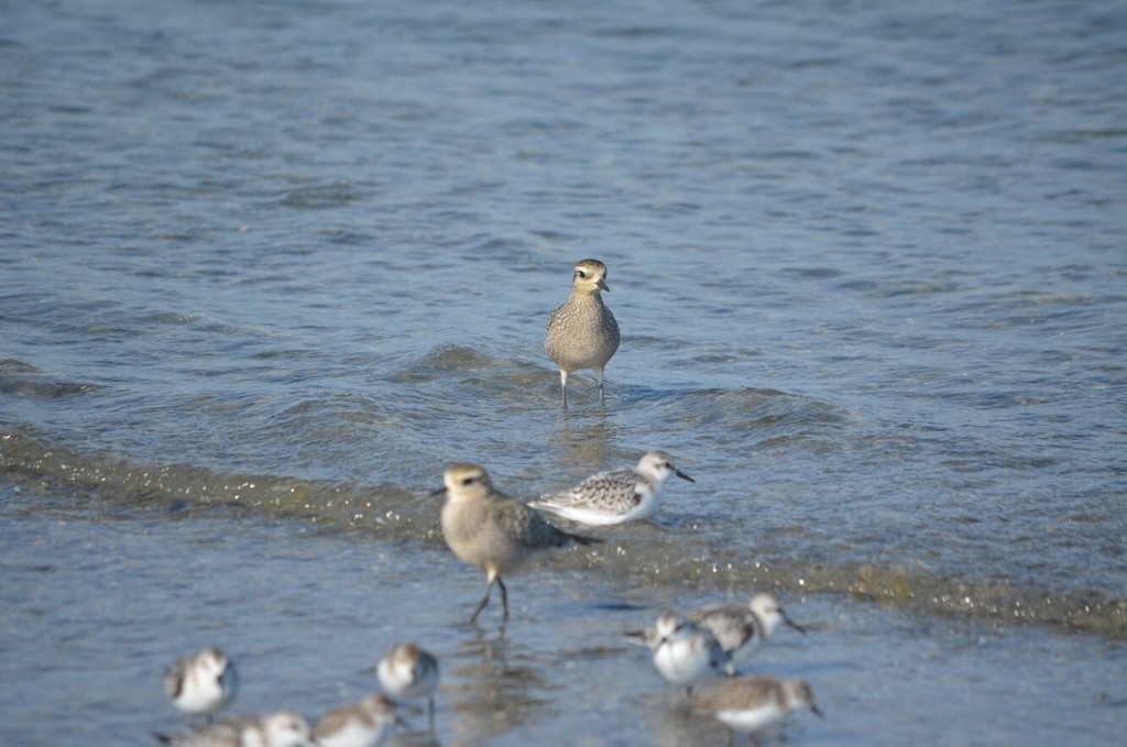 American Golden-Plover - Olivia Maillet